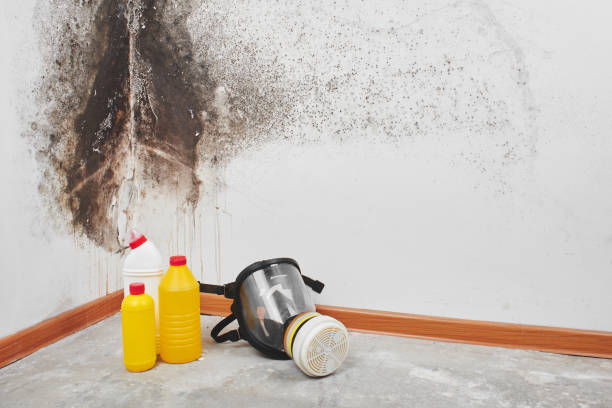 Best Mold Removal and Inspection  in Connell, WA