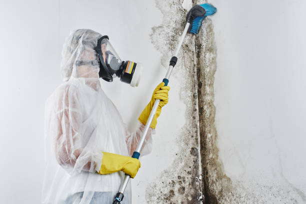 Best Mold Cleaning Services  in Connell, WA