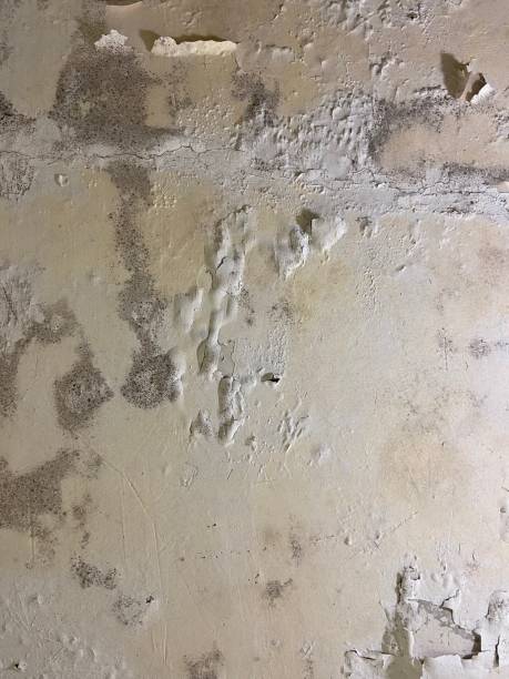 Best Home Mold Removal  in Connell, WA