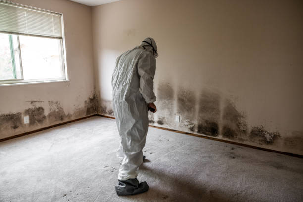 Professional Mold Removal in Connell, WA