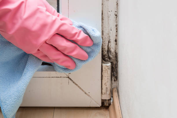 Best Black Mold Removal  in Connell, WA